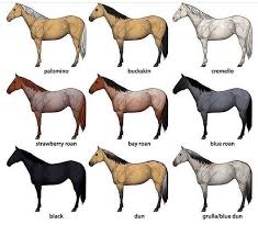 Buckskin horses are well known and universally loved by not only horse people, but non horse people due to popular western television shows and movies such as spirit. Facebook