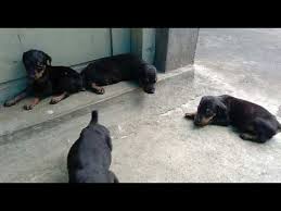 Check spelling or type a new query. European Doberman Puppies For Sale Nc 07 2021