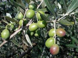 Cerignola Olive Tree Complete Information Oil Tree Olive