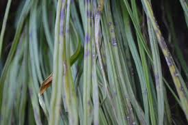 Image result for Vittaria elongata