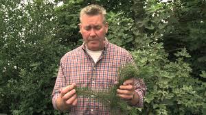 Maybe you would like to learn more about one of these? Pinus Pinus Pinion Pinus Pinier Pinus Pinea Penanaman Budidaya Semua Tentang Berkebun Dan Desain Taman 2021
