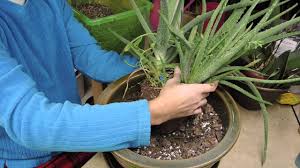 Can i transplant it in the winter? Re Potting A Top Heavy Aloe Youtube
