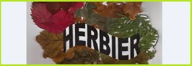 L'équipe d'utile.fr prodigue ses conseils pour quelles sont les règles à suivre pour faire un herbier ? Les Herbiers Des 6emes Vive Les Svt Les Sciences De La Vie Et De La Terre Au College Et Au Lycee Cours De Svt En Ligne