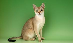Republic of singapore, малайское republik singapura). Singapura Cat Breed Information