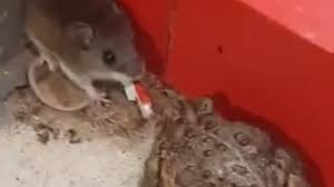 Unusual Memes Compilation V110 Youtube