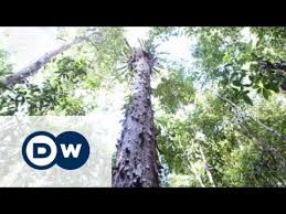 253,129 likes · 26,676 talking about this. Brazil The Pau Brasil National Park Global 3000 Youtube