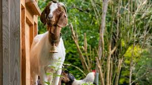 Mama Goat Cares for Chicks Like They’re Her Own and It's Adorable