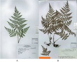 Image result for Dryopteridaceae