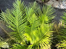 Image result for Chamaedorea seifrizii