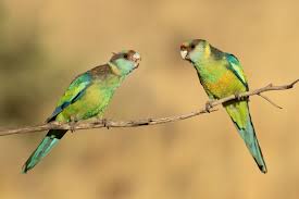 A noisy, gregarious parrot of india with feral and naturalized populations worldwide. Australian Ringneck Wikipedia