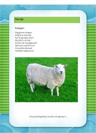 Versje Schapen Boerderijdieren Kinderboerderij Schapen