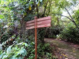 Dairy farm residences is expected to launch in q4 2019. Dairy Farm Nature Park Hiking The Green Isle