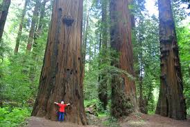 The exact location of hyperion is kept secret to protect the tree from damage. Which Is The Tallest Tree In The World Discovered List Of The Tallest Tree In The World