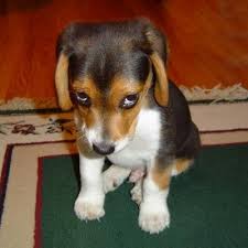 images?q=tbn:ANd9GcTZCOOvbqL71wiY_Hf8eWH