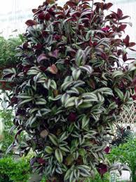 Image result for Tradescantia zebrina