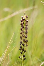 Image result for Corycium