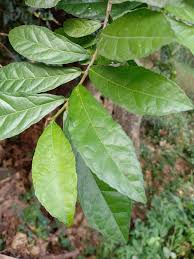 Image result for Streblus