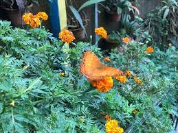 The butterflies are pretty interesting, with their huge and colourful. Much Better Than Penang Butterfly Farm Review Of Cameron Highlands Butterfly Garden Cameron Highlands Malaysia Tripadvisor