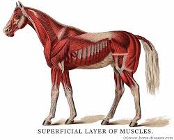 Horse Drawing Meme Anime Horse Anatomy Pictures Think Like A Horse Rick Gore Horsemanship Attack On Titan Anime Attack On Titan Funny Horse Anatomy attack on titan anime