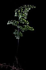 Image result for Adiantum poiretii