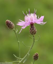 Image result for Stoebe