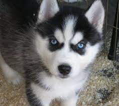 Eyes color is usually brown but can sometimes be blue. Alaskan Husky Puppies With Blue Eyes Zoe Fans Blog Husky Puppy Puppies With Blue Eyes Siberian Husky Puppies