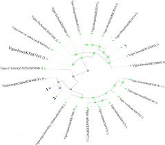 Image result for Vigna kirkii