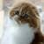 British Shorthair Munchkin Mix