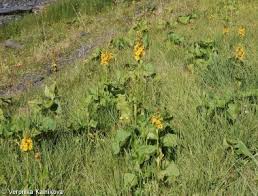 Image result for Ligularia sibirica