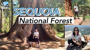 But if you appreciate a little scenic variety, lodgepole campground should be. Dog Friendly Sequoia National Forest Easy Day Trip From Los Angeles Vlog No 3 Youtube