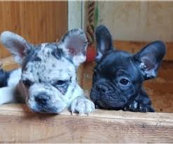 Welcome to the dog houseâ. French Bulldog Puppies For Sale In Va Petswall