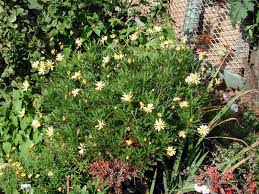 Image result for Euryops chrysanthemoides