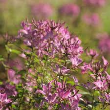 Image result for Cleome monophylla