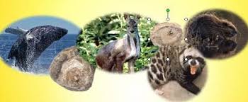 È una secrezione biliare prodotta in maniera naturale dal capodoglio. E Vero Che 2 2