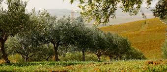 Check spelling or type a new query. Nocellara Del Belice Local Olive From Province Of Trapani Italy