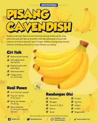 Banyak orang mengira bahwa pisang sunpride. Keunggulan Pisang Cavendish Boyolali Yang Siap Terbang Ke Jepang Solopos Com