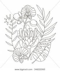 Coloring page book for adult vector illustration of hand drawn fucus algae. Hand Drawing Coloring Vector Photo Free Trial Bigstock
