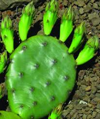 Many species of cacti are highly prized by horticulturalists as botanical oddities and ornamental plants. Chromosome Analyses Of Prickly Pear Cacti Reveal Southern Glacial Refugia Eurekalert Science News
