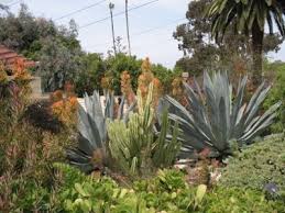 A Corner Of Succulence Arlington Garden Master Plan Designed By Mayita Dinos Garden Design Dry Garden Cool Plants Landscaping Inspiration