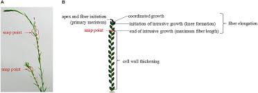 Cell division alone does not constitute growth but rather increases this article covers the molecular architecture of plant cell walls, especially as it relates to the process of cell expansion. Frontiers Flax Linum Usitatissimum L Fibers For Composite Reinforcement Exploring The Link Between Plant Growth Cell Walls Development And Fiber Properties Plant Science
