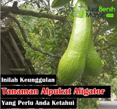 Berikut ini 2 cara praktis membuat pupuk untuk buah dan pupuk untuk bunga. 8 Keunggulan Alpukat Aligator Pilihan Budidaya Skala Bisnis
