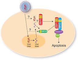 Dr daniel j bell ◉ and assoc prof frank gaillard ◉ ◈ et al. Plos Pathogens Varicella Zoster Virus Encodes A Viral Decoy Rhim To Inhibit Cell Death