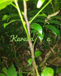 Image result for Lepidotrichilia volkensii