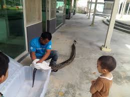 3,607 likes · 258 talking about this. Perlisaktif Salah Seorang Petugas Membersihkan Ular Sawa Yang Baru Salin Kulit Di Taman Ular Dan Reptilia Sg Batu Pahat Perlis Jom Melawat Taman Ular Hari Ini Juga Ada Bonet Sabtu Facebook
