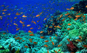 Contoh sketsa gambar pemandangan bawah laut pesonadunia in 2019 50 gambar mewarnai yang seru dan menarik untuk anak anak informazone lukisan dan sketsa pemandangan alam yang mudah untuk di gambar. Gambar Pemandangan Bawah Laut Radea