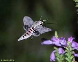 Image result for Convolvulus ocellatus