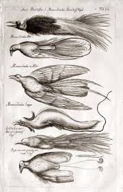 Bird Of Paradise Drawing Funny Engraving Jonston 1650 Bought At An Auction Recently Birds Of Paradise Well Skins Of The Birds That Is No Feet Birds Of Paradise Fallen Angel Birds