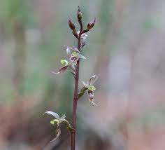 Image result for Litanthus pusillus