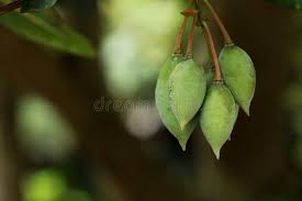 Image result for Memecylon myrianthum