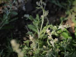 Image result for Gnaphalium polycaulon